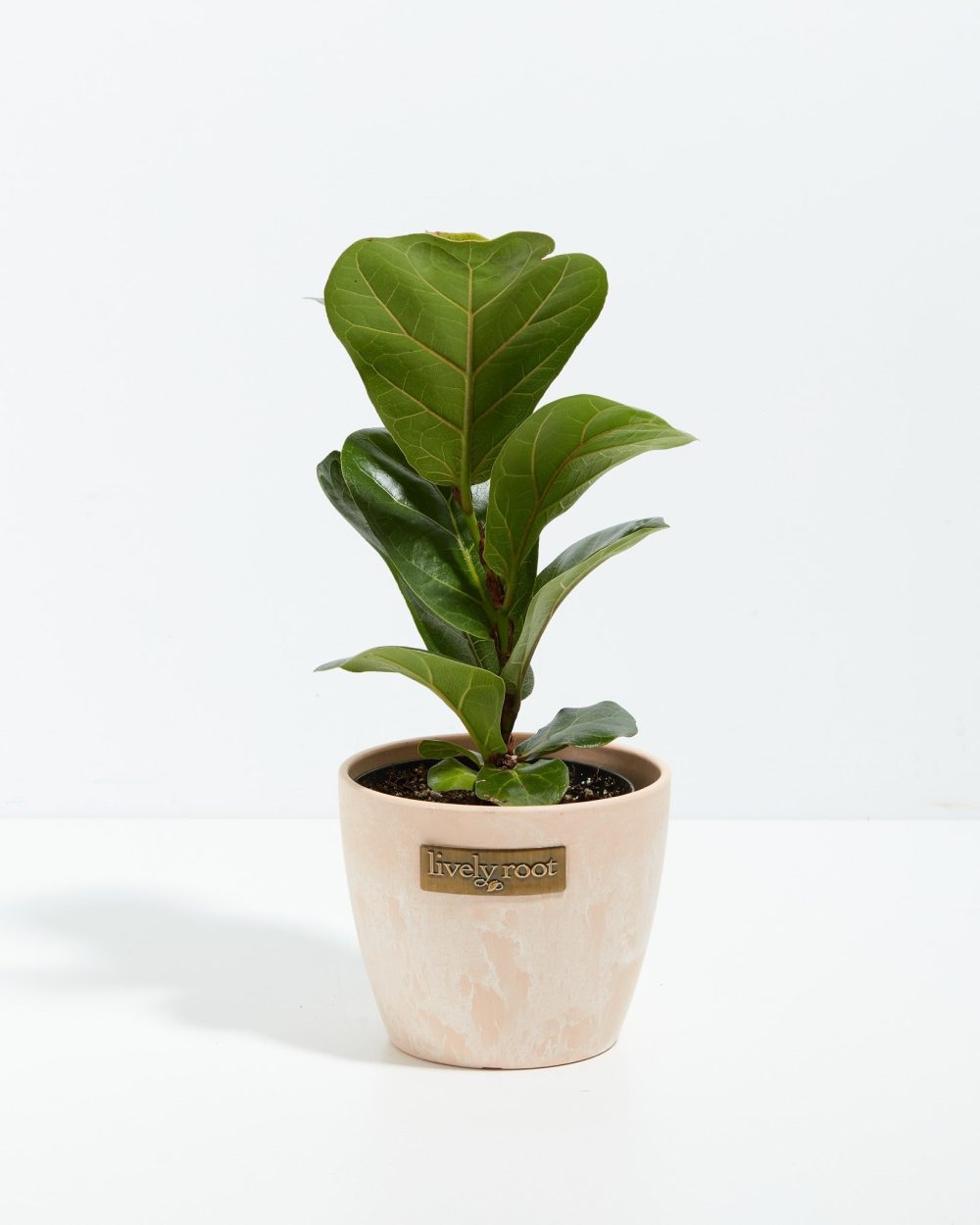 Fiddle Leaf Fig Tree (Ficus Lyrata) - Image 10