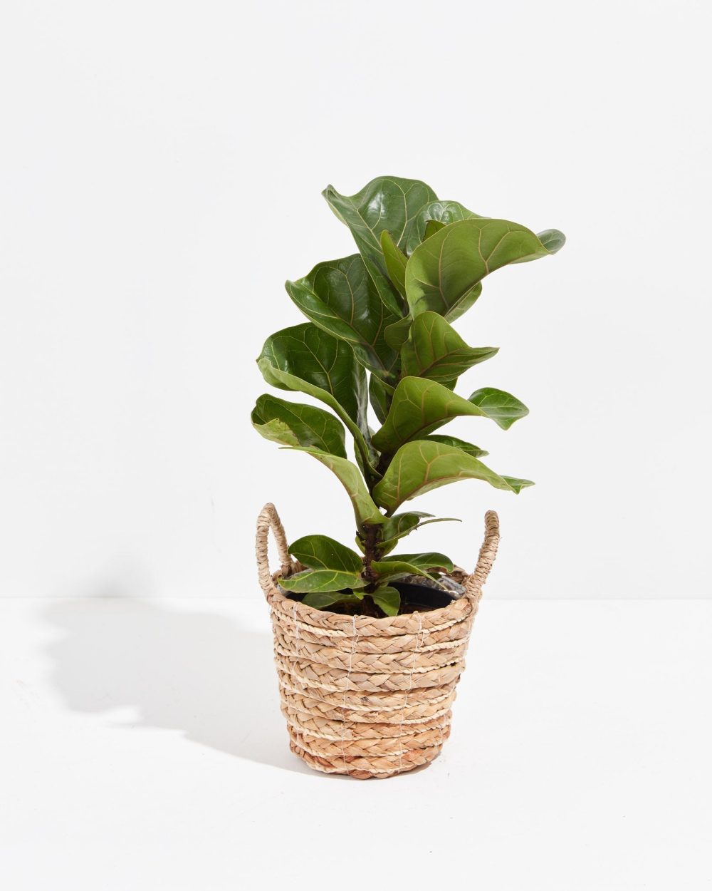 Fiddle Leaf Fig Tree (Ficus Lyrata) - Image 17