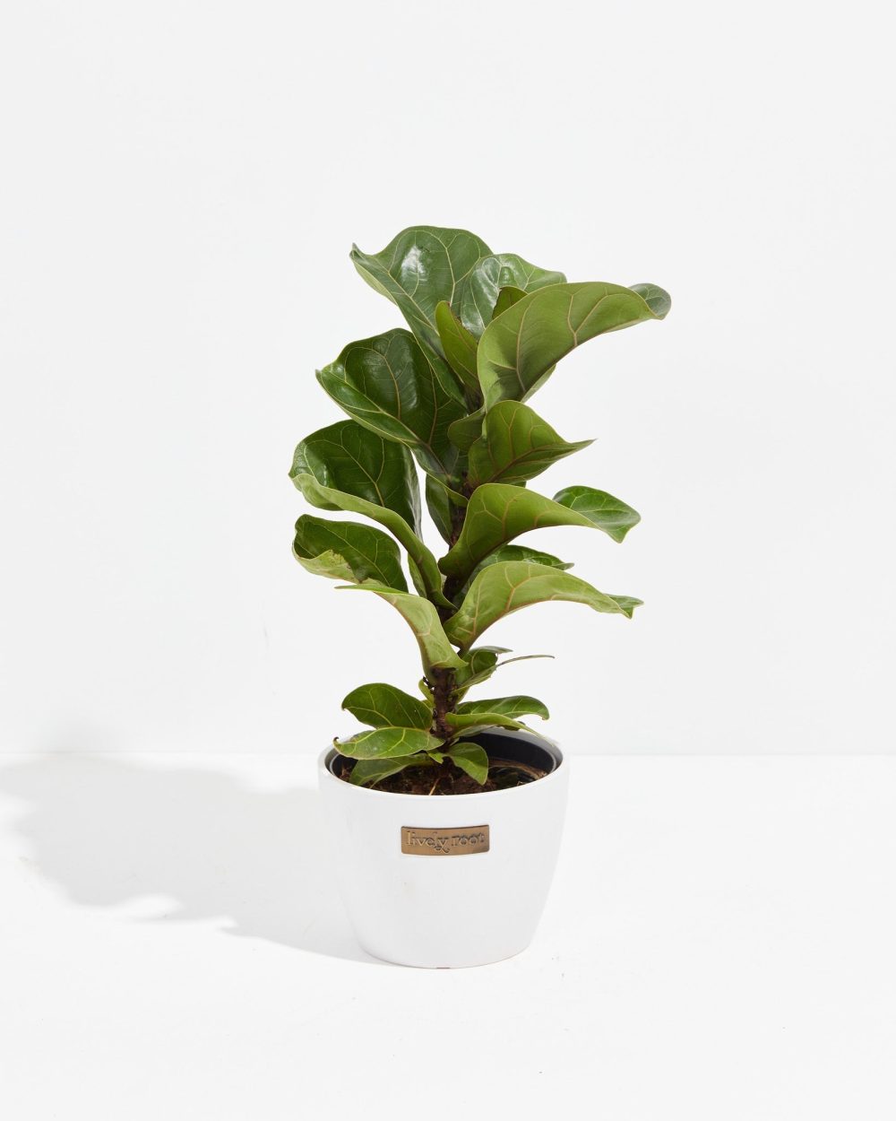 Fiddle Leaf Fig Tree (Ficus Lyrata) - Image 19
