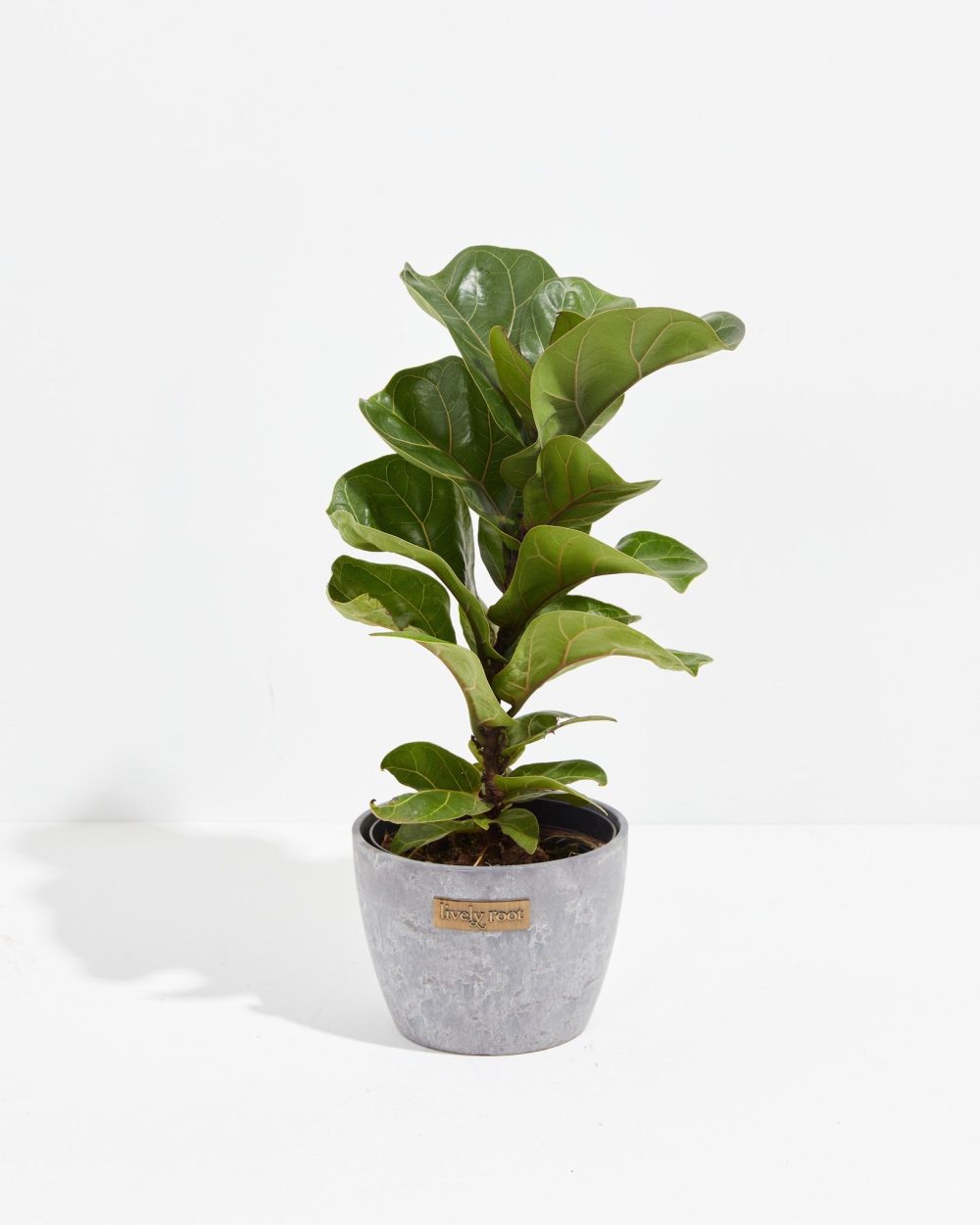 Fiddle Leaf Fig Tree (Ficus Lyrata) - Image 11