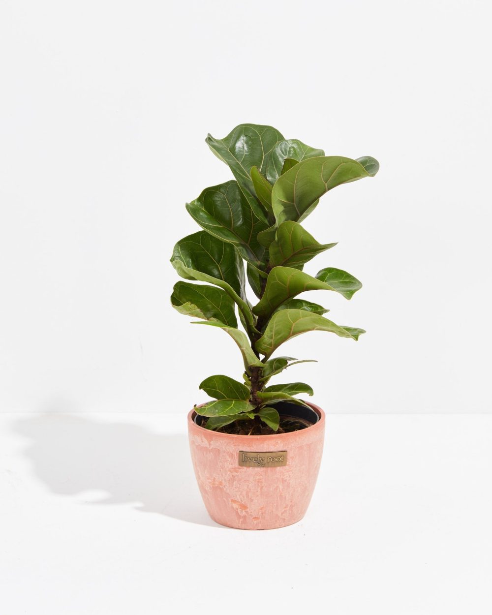 Fiddle Leaf Fig Tree (Ficus Lyrata) - Image 12