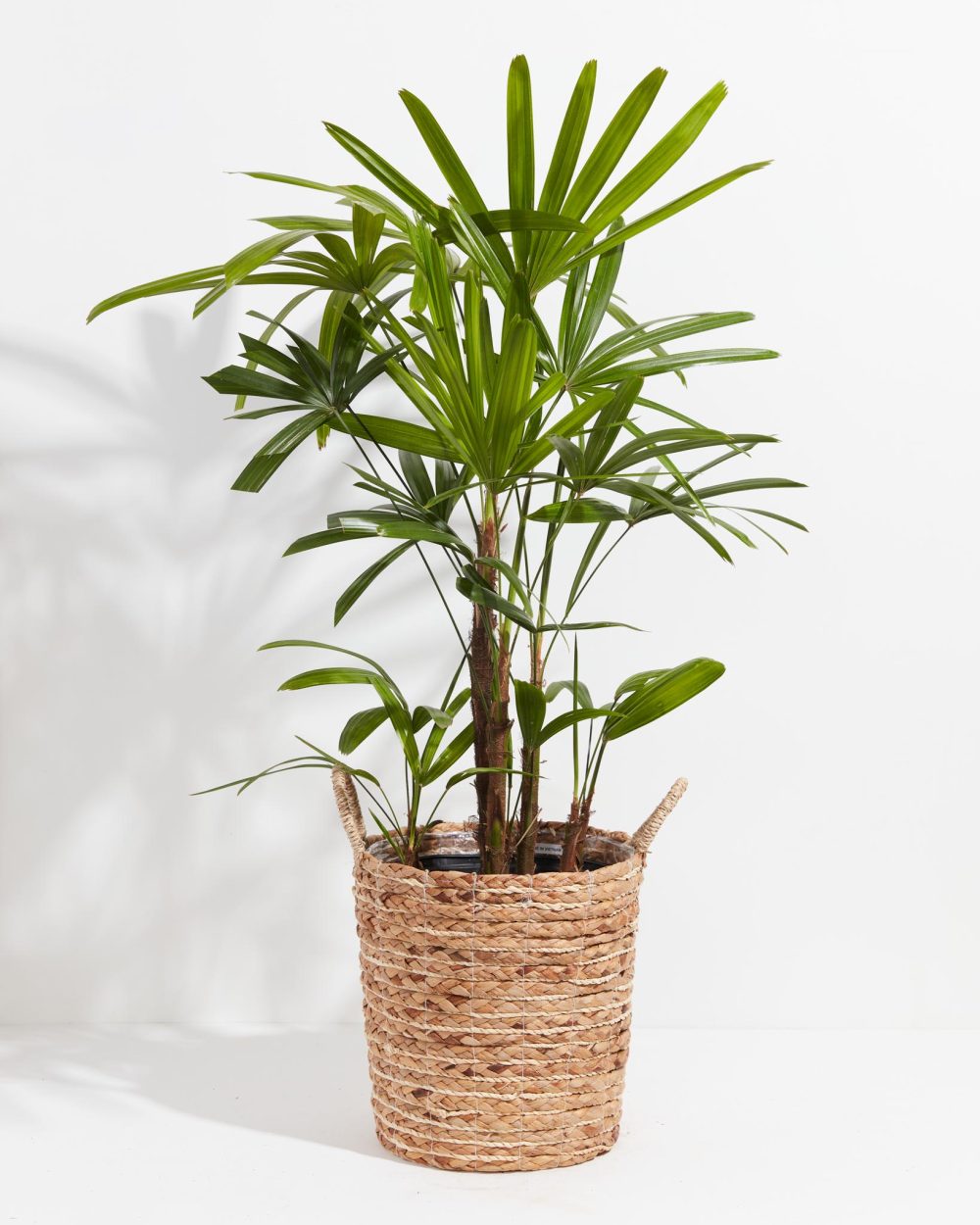 Lady Palm - Image 12