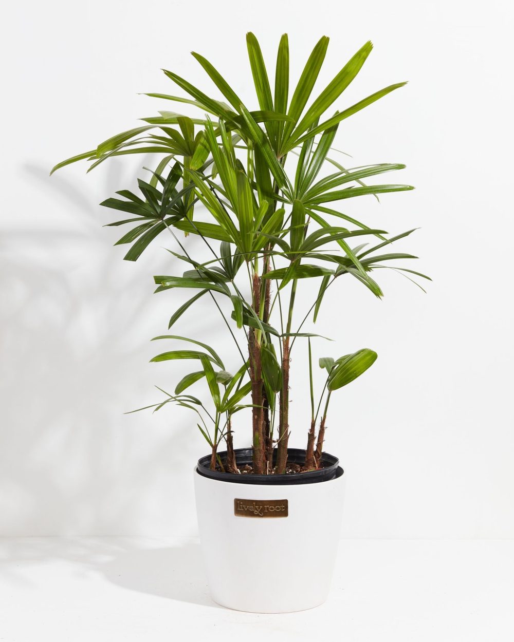 Lady Palm - Image 8