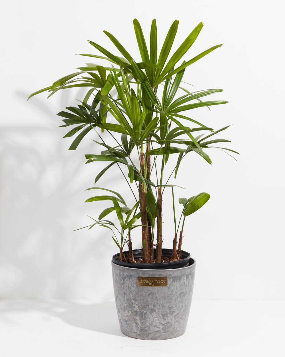 Lady Palm - Image 9