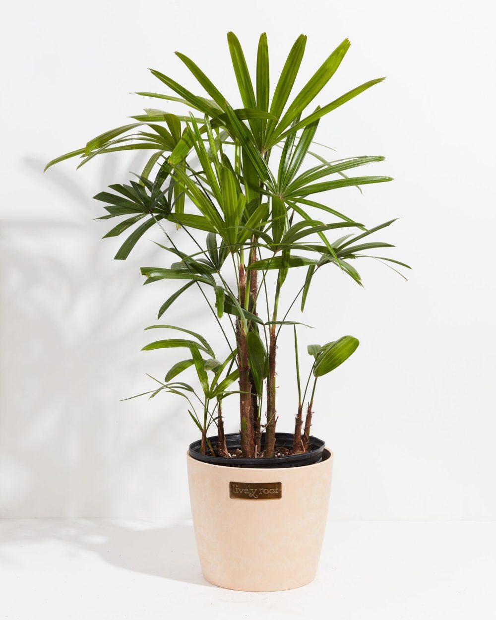 Lady Palm - Image 11