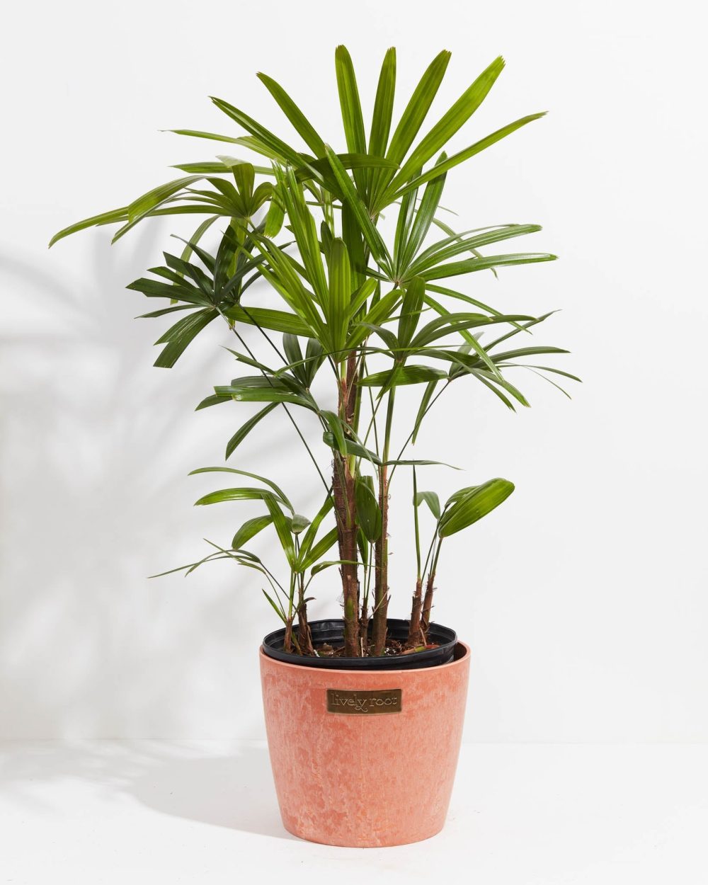 Lady Palm - Image 10