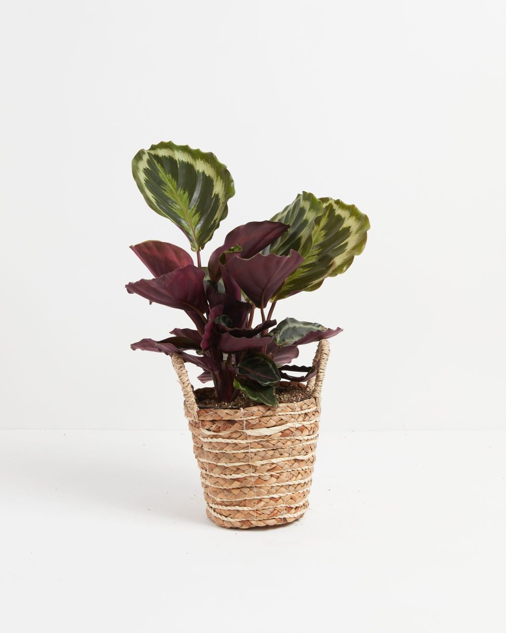 Peacock Plant (Calathea) - Image 23