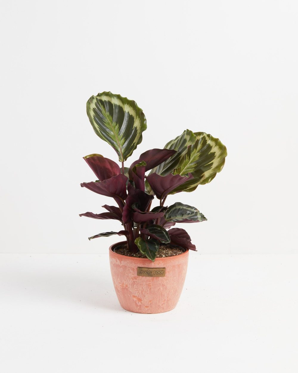 Peacock Plant (Calathea) - Image 20