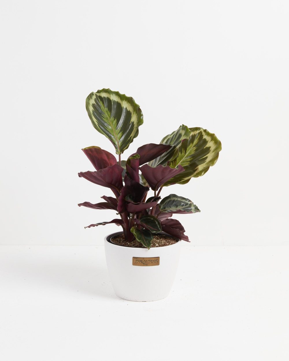 Peacock Plant (Calathea) - Image 18