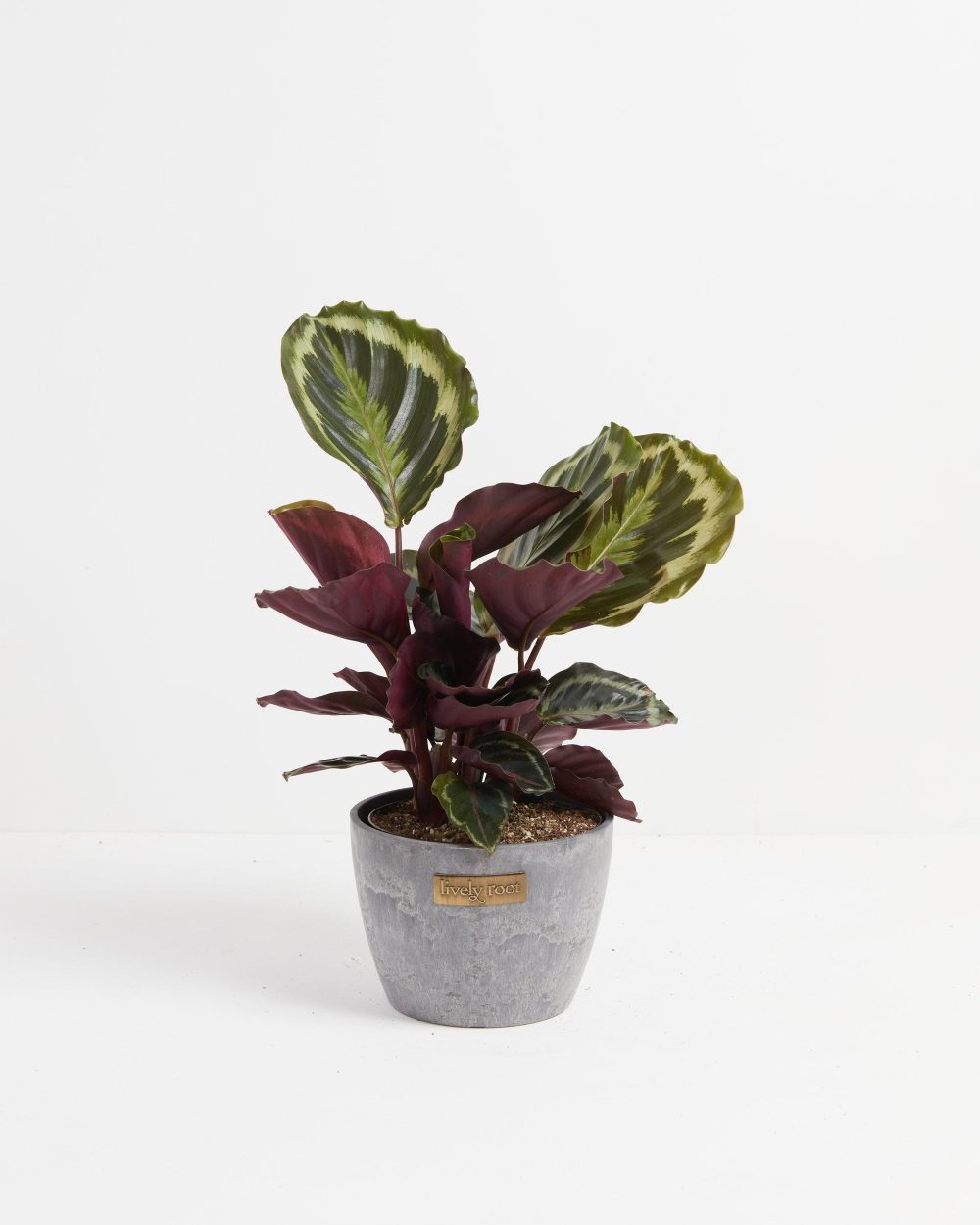Peacock Plant (Calathea) - Image 19