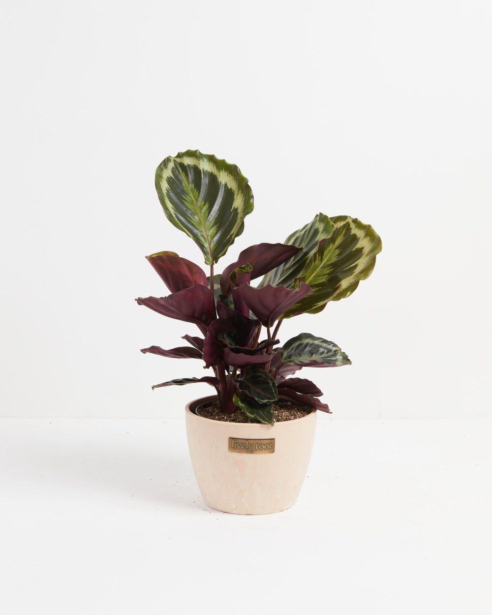 Peacock Plant (Calathea) - Image 21