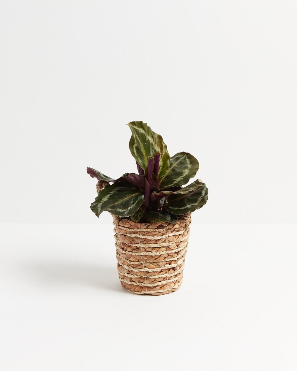 Peacock Plant (Calathea) - Image 22