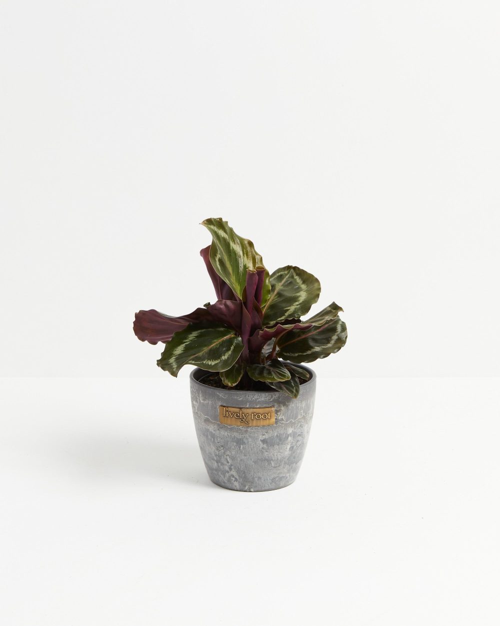 Peacock Plant (Calathea) - Image 15