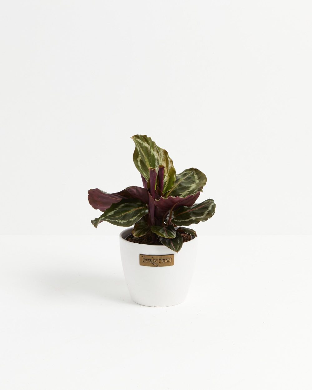 Peacock Plant (Calathea) - Image 14