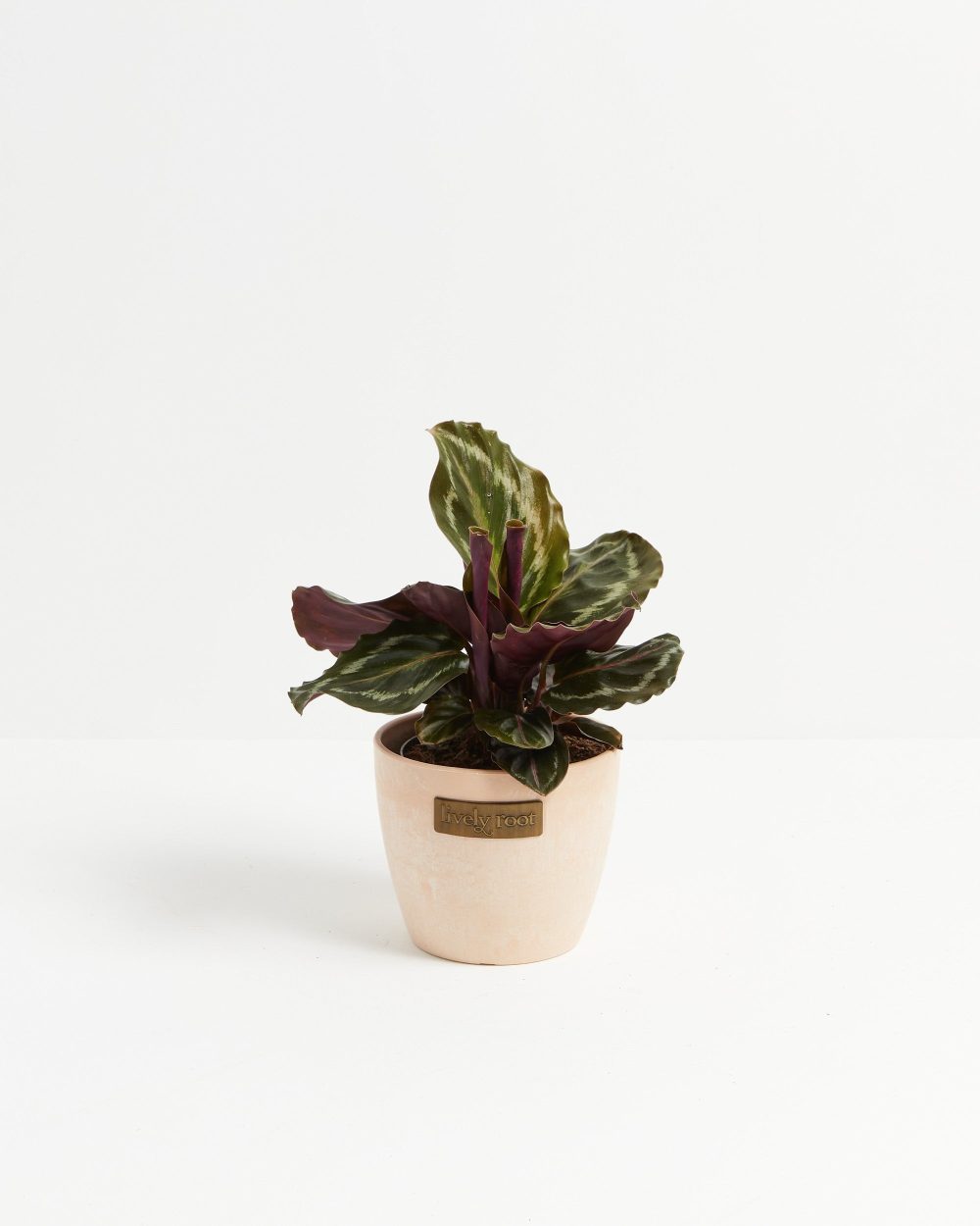 Peacock Plant (Calathea) - Image 17