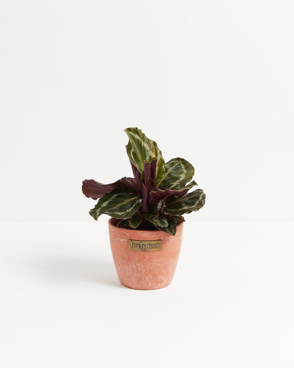 Peacock Plant (Calathea) - Image 16
