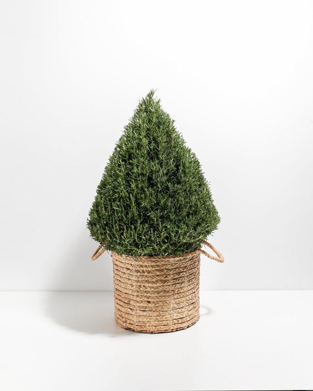 Rosemary Christmas Tree - Image 20