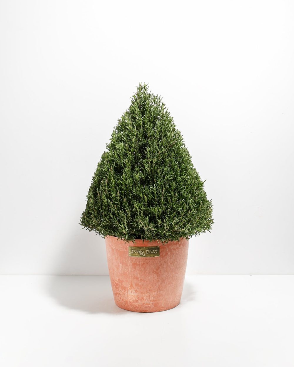 Rosemary Christmas Tree - Image 17