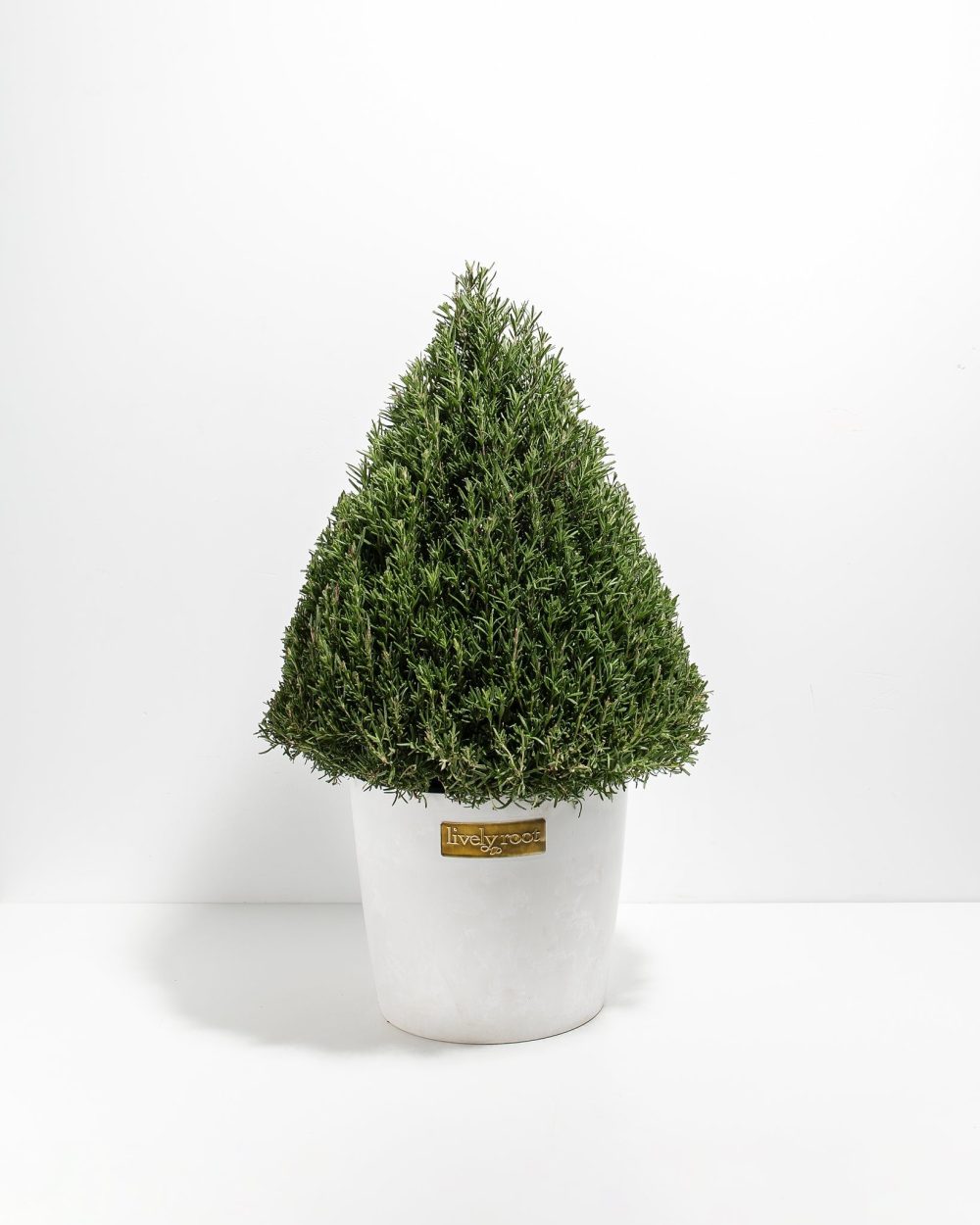 Rosemary Christmas Tree - Image 15