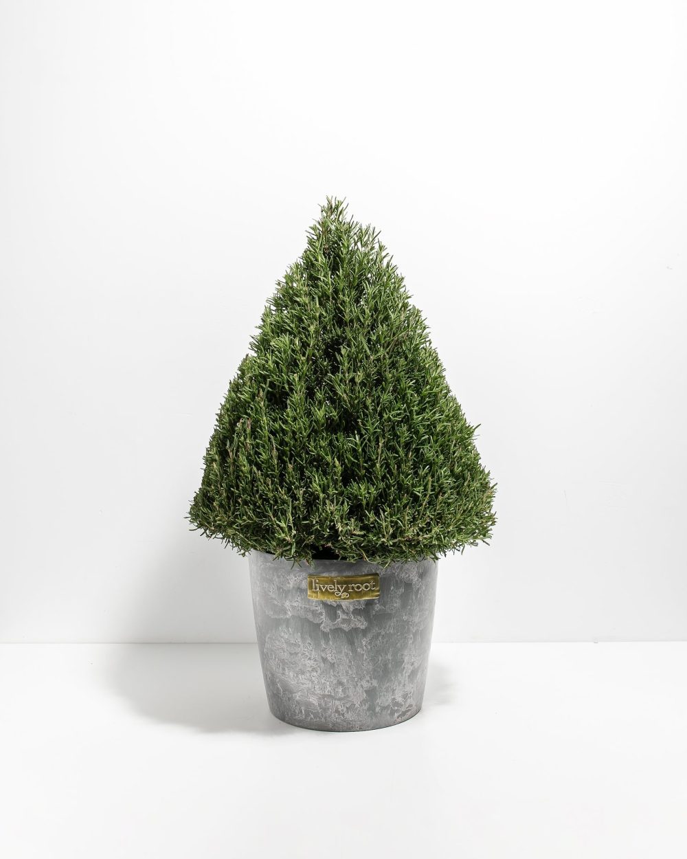 Rosemary Christmas Tree - Image 16