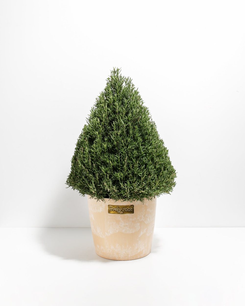 Rosemary Christmas Tree - Image 18