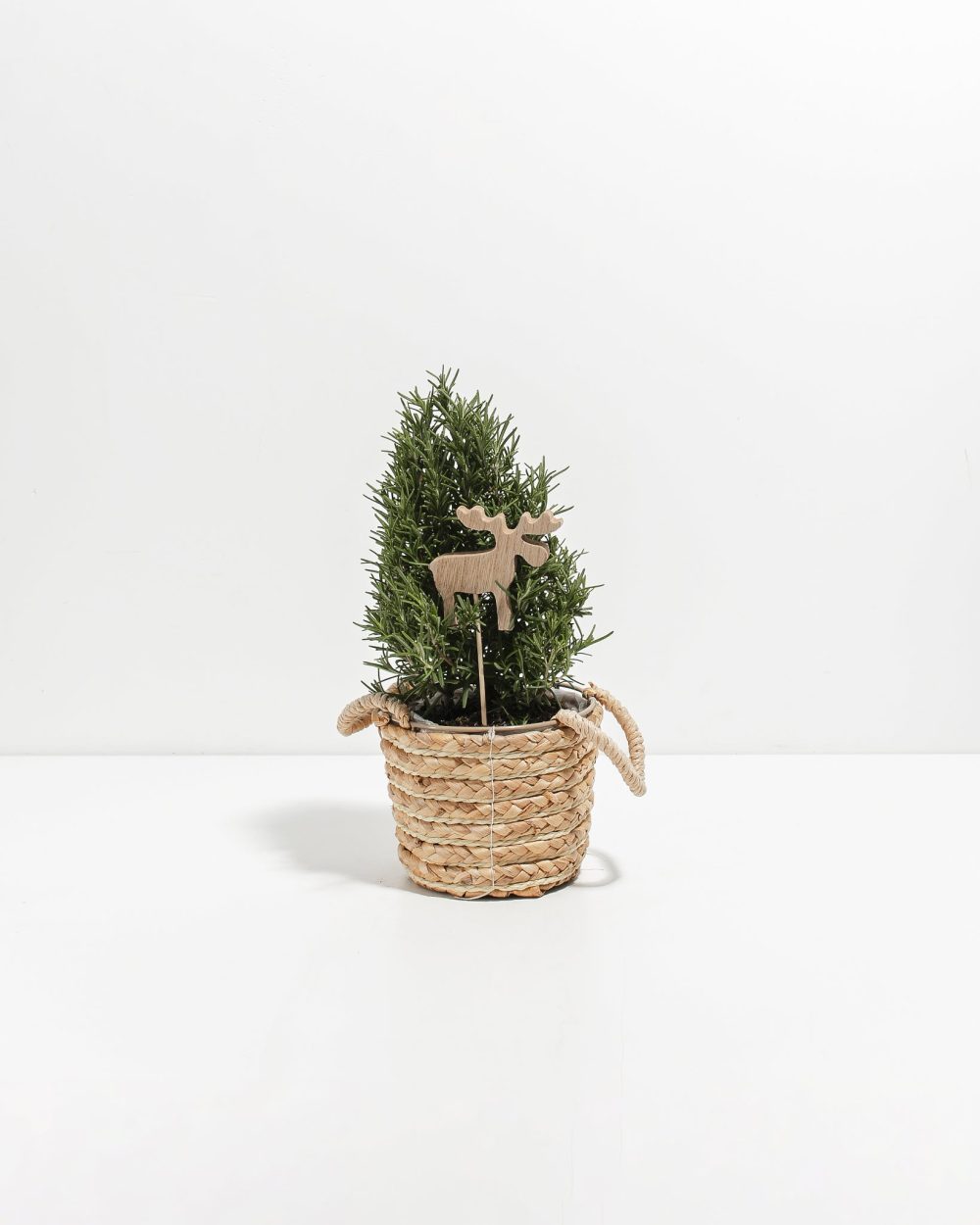 Rosemary Christmas Tree - Image 19