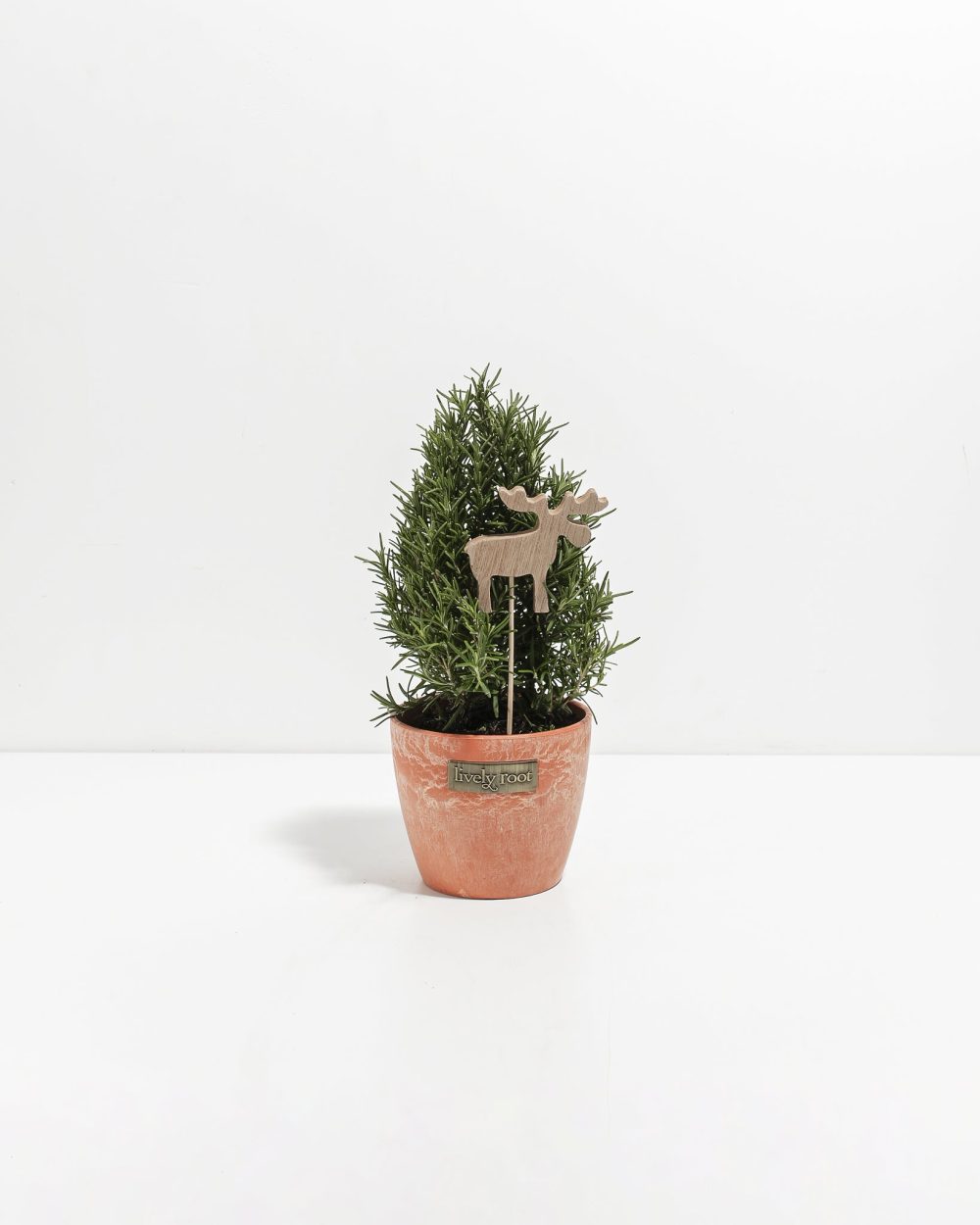 Rosemary Christmas Tree - Image 11