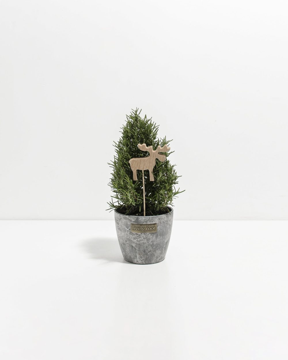 Rosemary Christmas Tree - Image 10