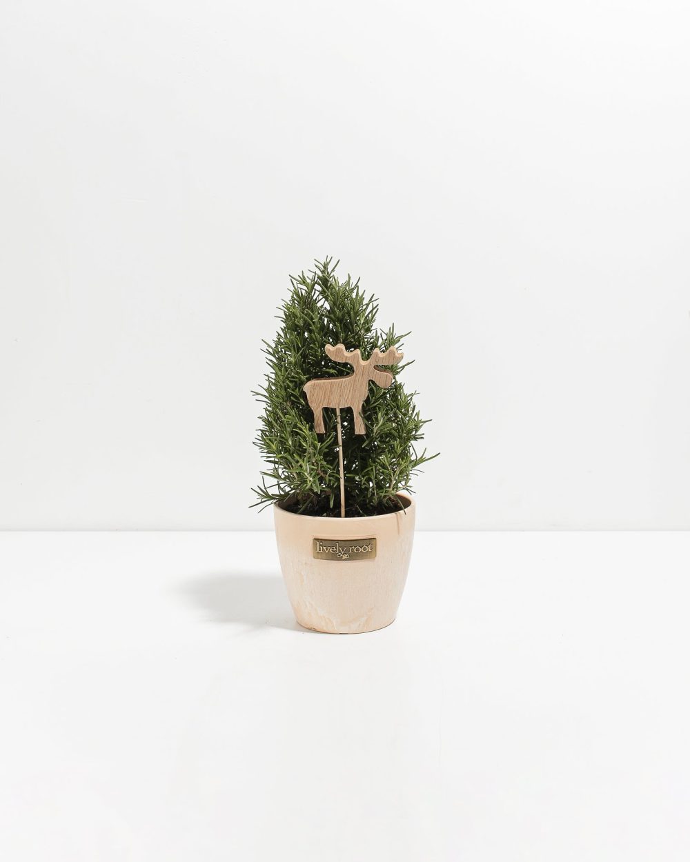Rosemary Christmas Tree - Image 12