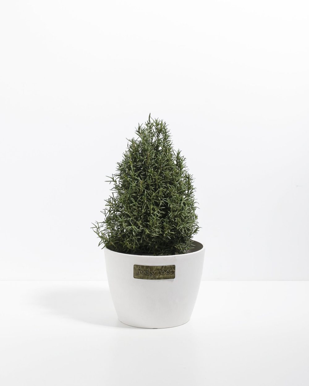 Rosemary Christmas Tree - Image 13