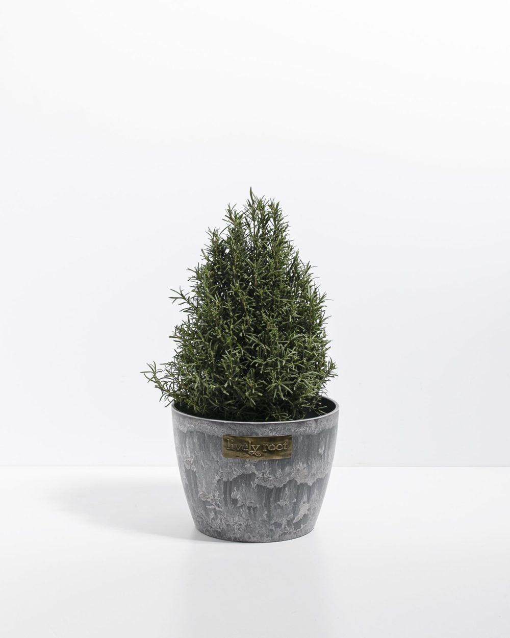 Rosemary Christmas Tree - Image 14