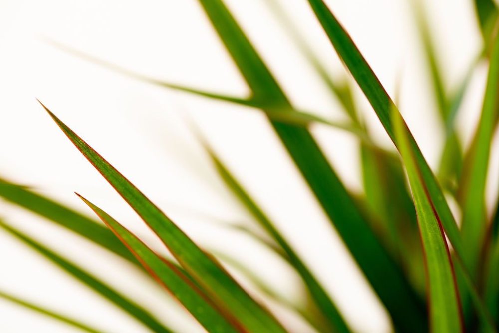 Dracaena Marginata (Dragon Tree Plant) - Image 7