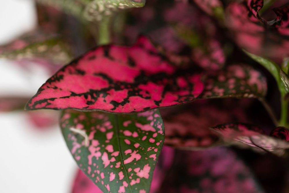 Pink Polka Dot Plant - Image 3