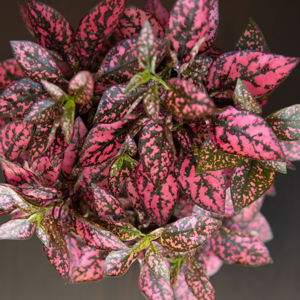 Pink Polka Dot Plant - Image 5