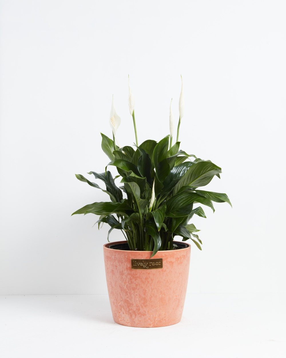 Peace Lily (Spathiphyllum) - Image 25