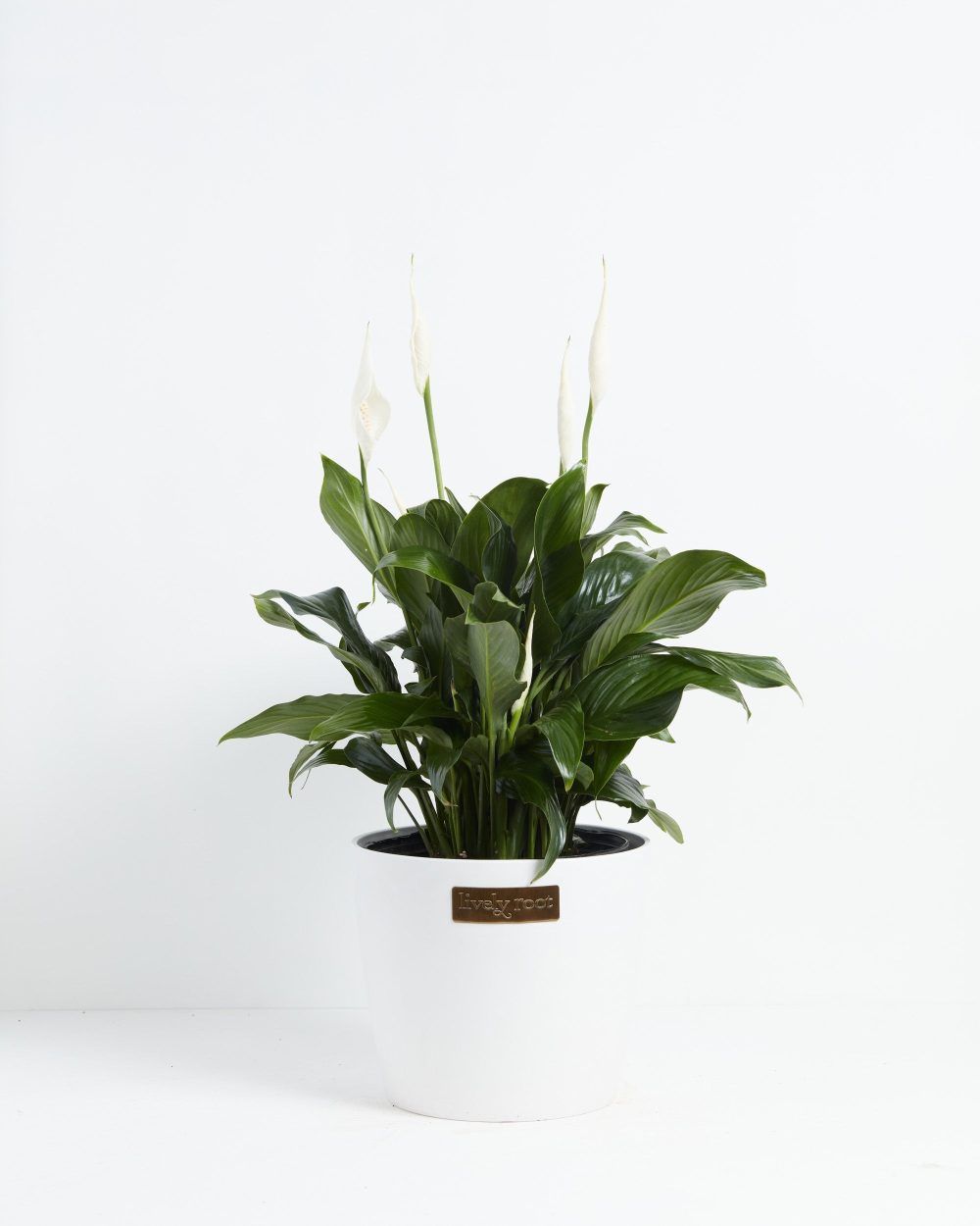 Peace Lily (Spathiphyllum) - Image 23