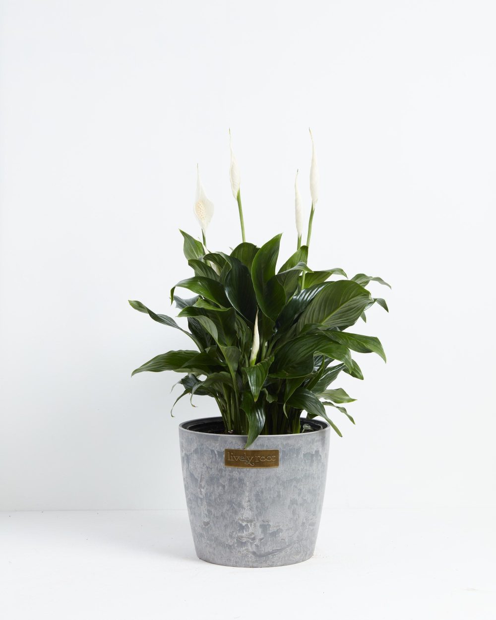 Peace Lily (Spathiphyllum) - Image 24