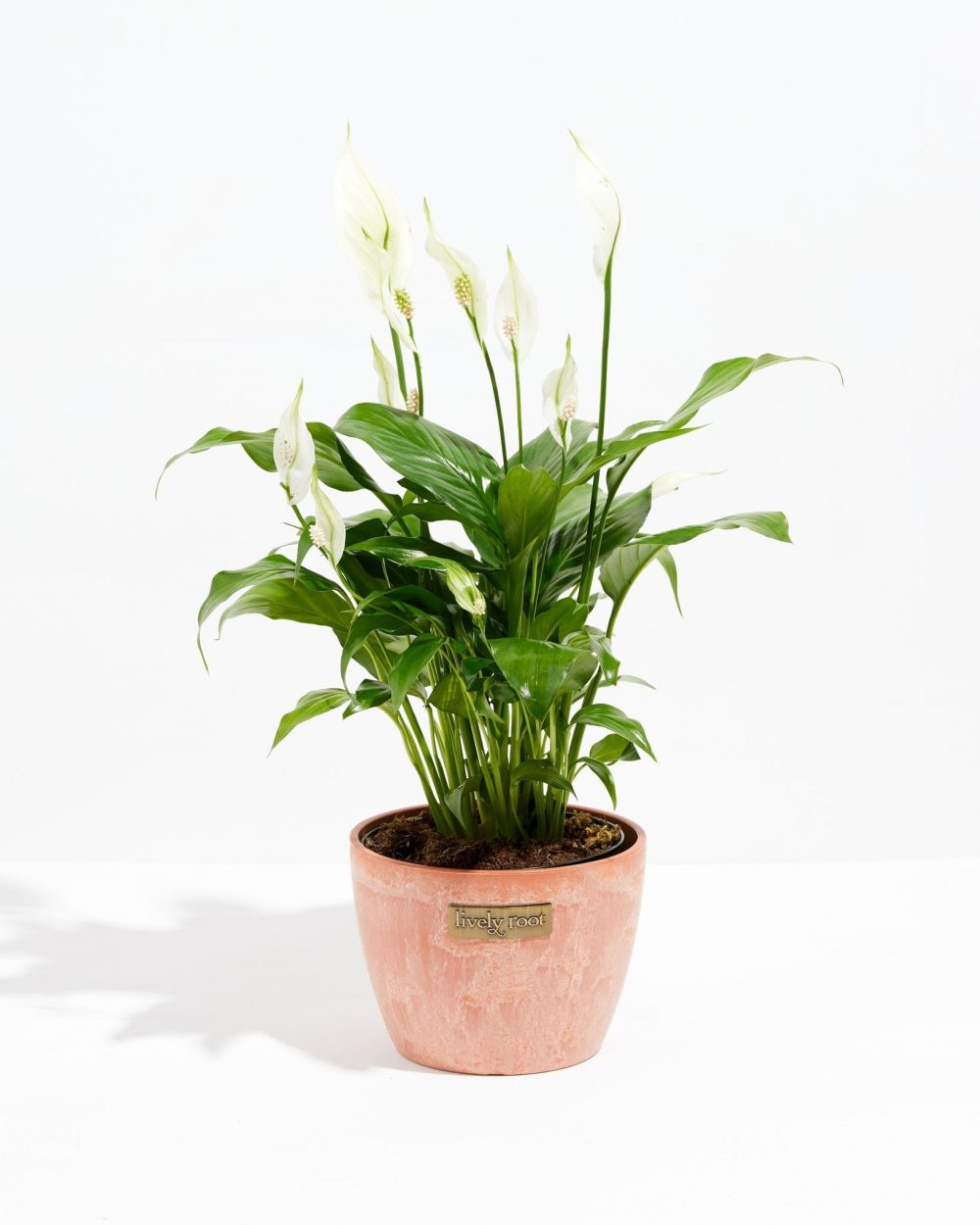 Peace Lily (Spathiphyllum) - Image 19