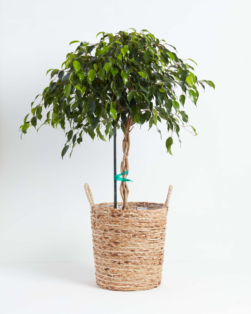 Ficus Benjamina Midnight Braid - Image 29