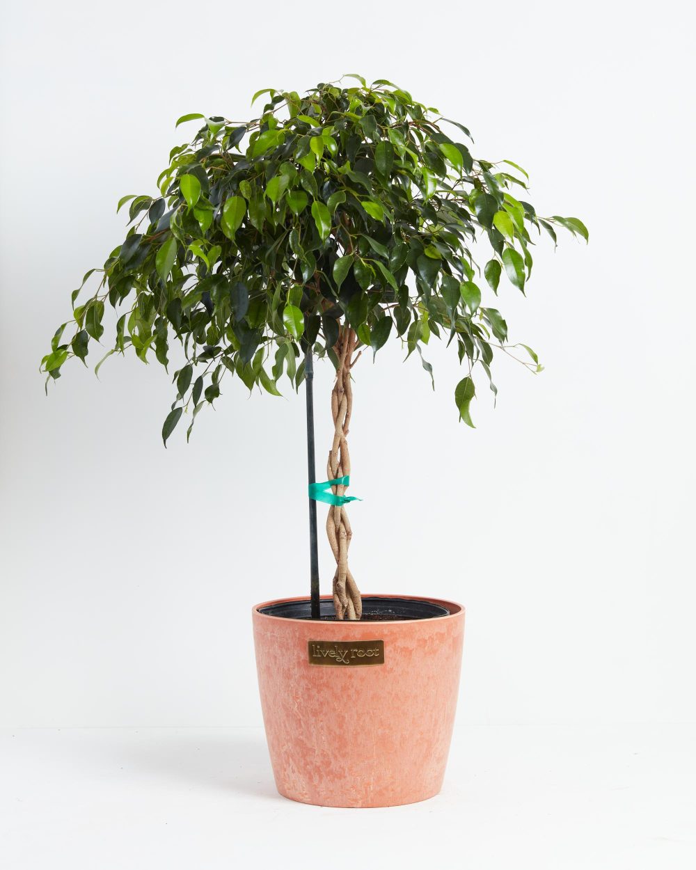 Ficus Benjamina Midnight Braid - Image 24