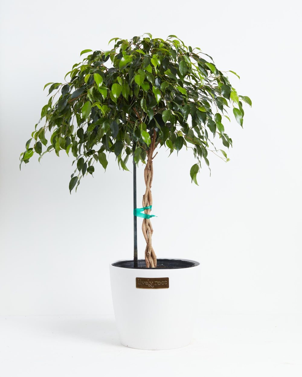 Ficus Benjamina Midnight Braid - Image 22