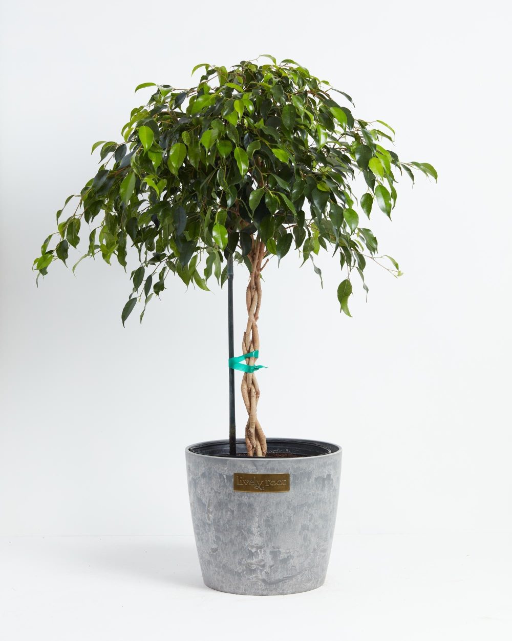 Ficus Benjamina Midnight Braid - Image 23