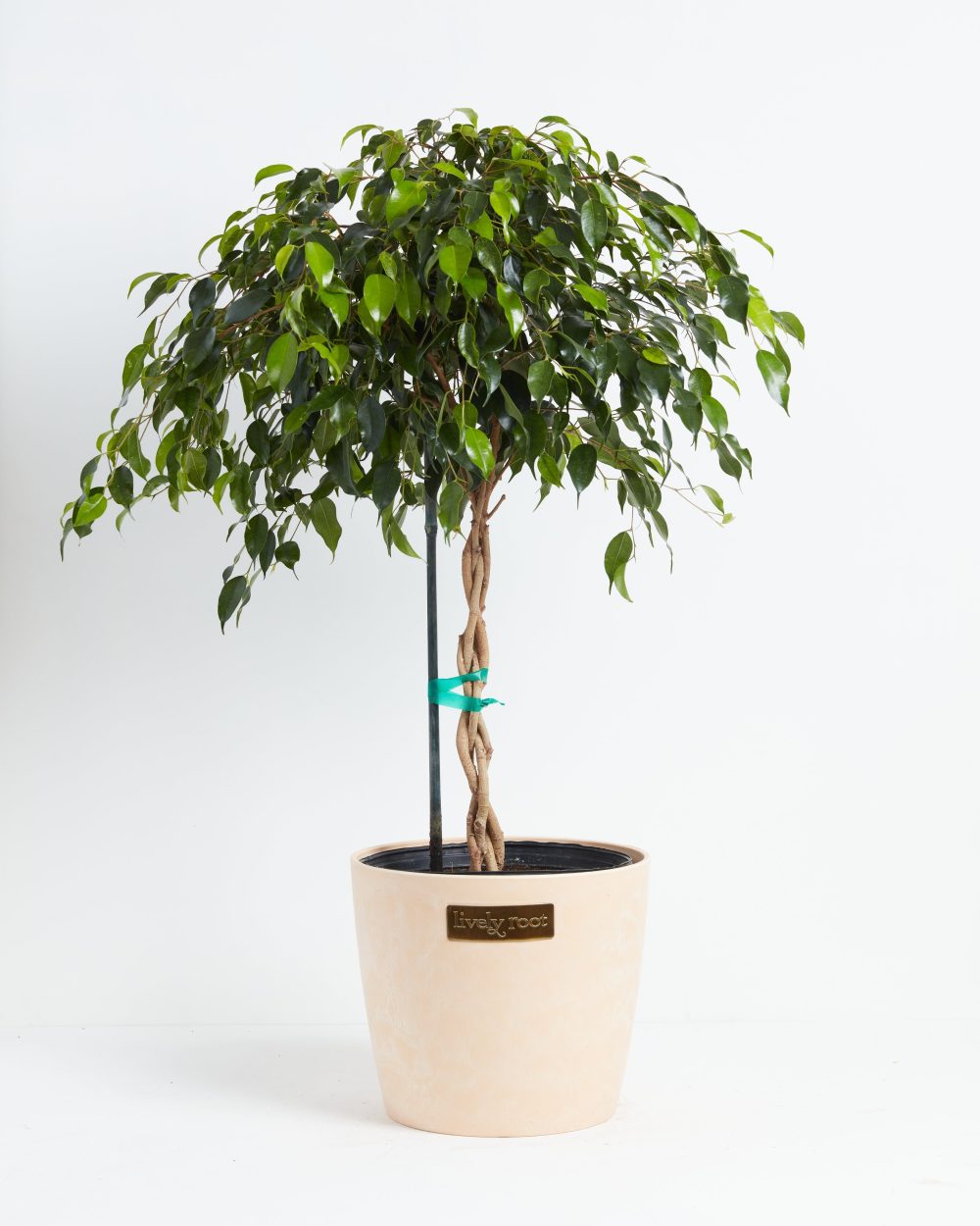 Ficus Benjamina Midnight Braid - Image 25