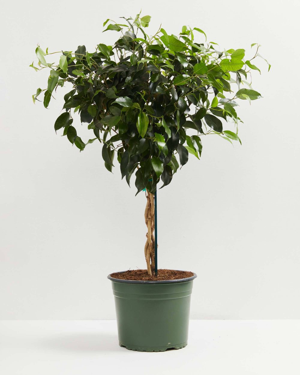 Ficus Benjamina Midnight Braid - Image 8