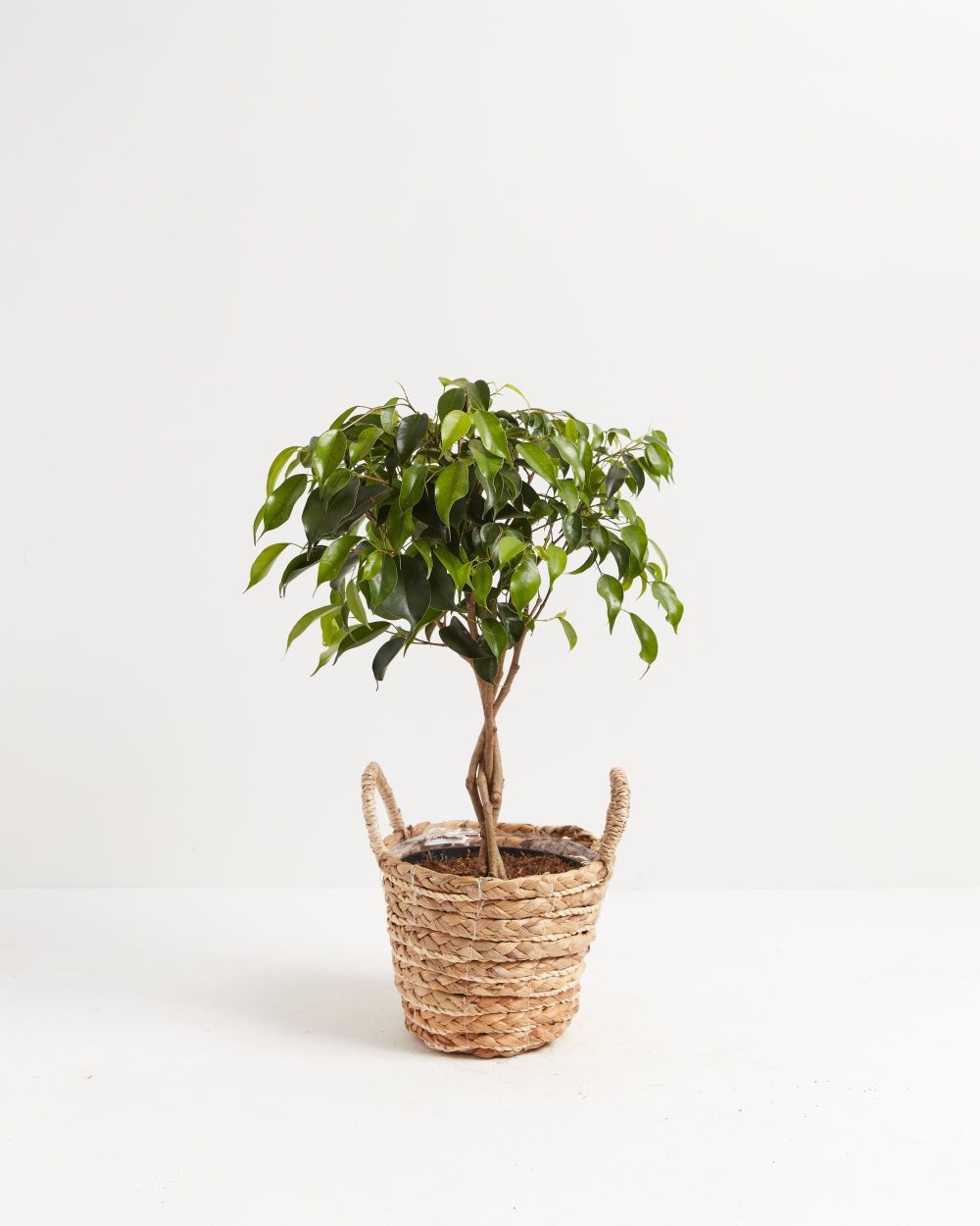 Ficus Benjamina Midnight Braid - Image 27