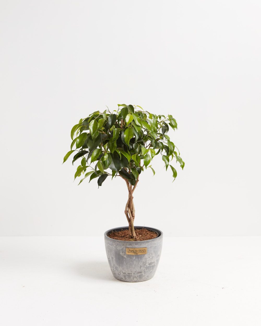 Ficus Benjamina Midnight Braid - Image 18