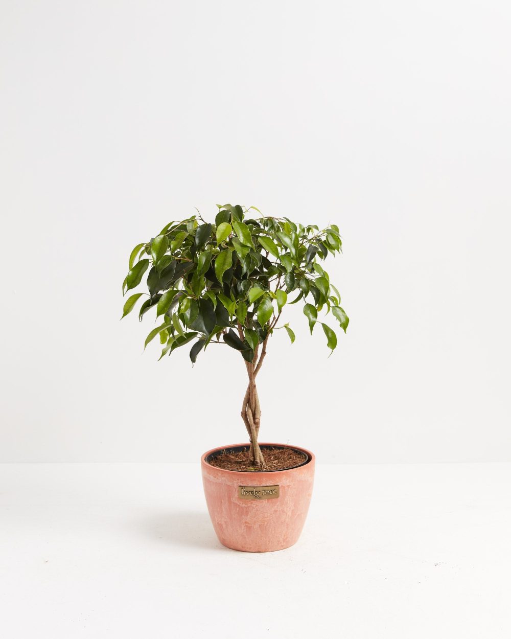 Ficus Benjamina Midnight Braid - Image 19