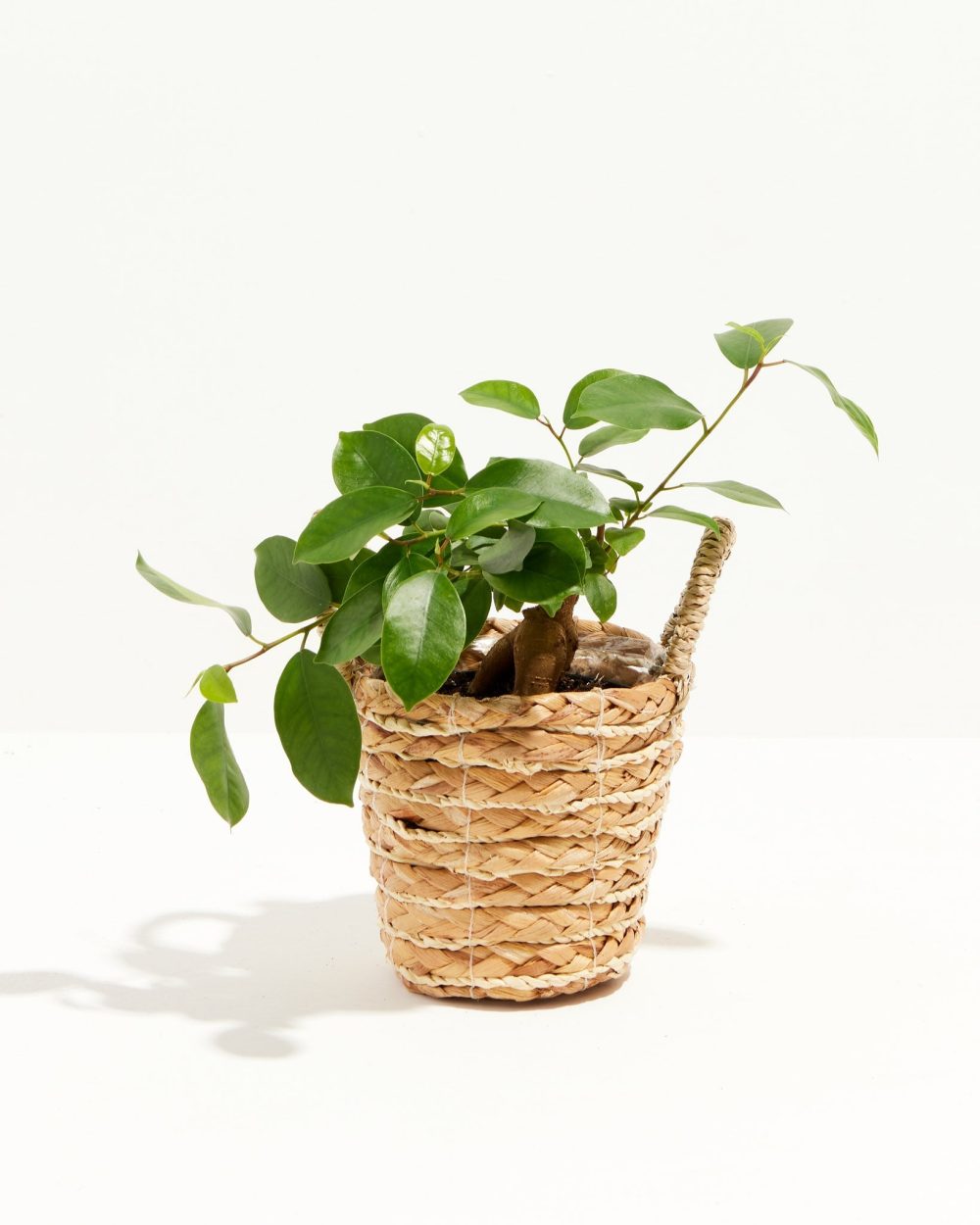 Ficus Benjamina Midnight Braid - Image 26