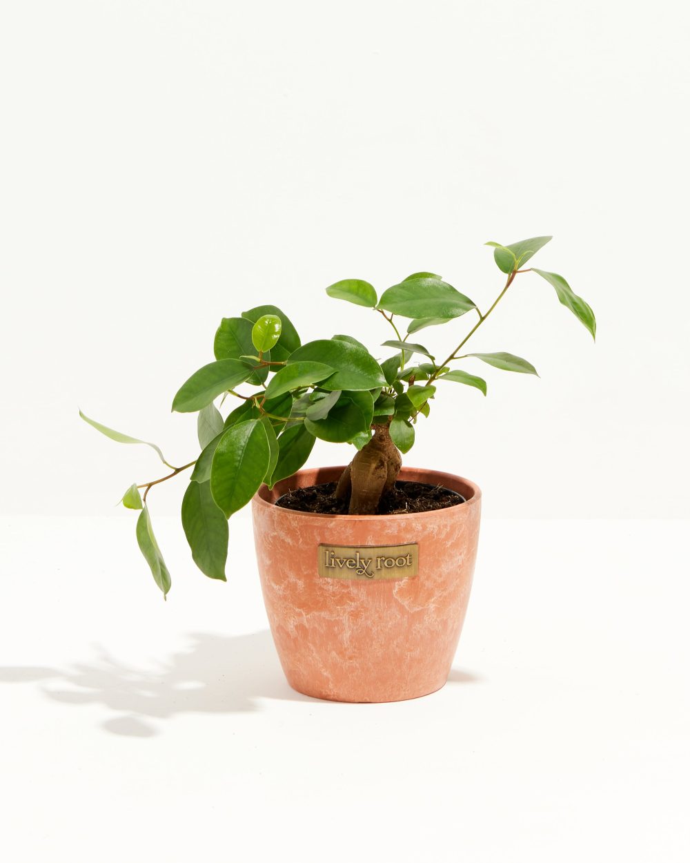 Ficus Benjamina Midnight Braid - Image 16