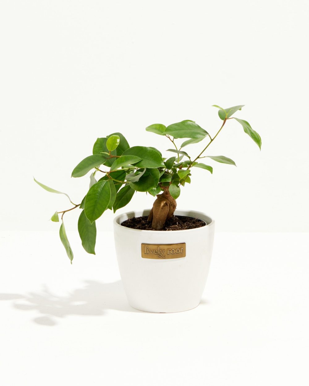 Ficus Benjamina Midnight Braid - Image 14